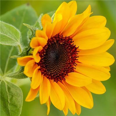 花27万买摊位老板开业5天回本一半